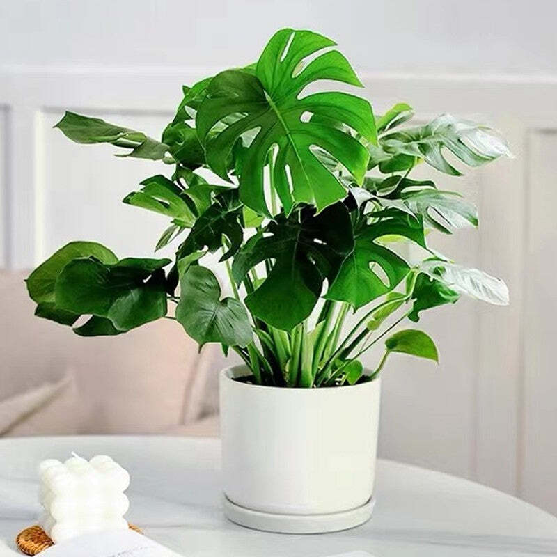 1+1 Free | Plant Nutrient Solution